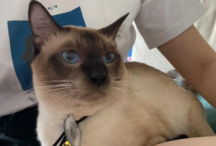 猫咪真的会自己跳楼吗? 猫咪真的会自己跳楼吗?