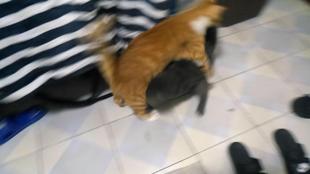 主子突然在床上撒尿该咋整？