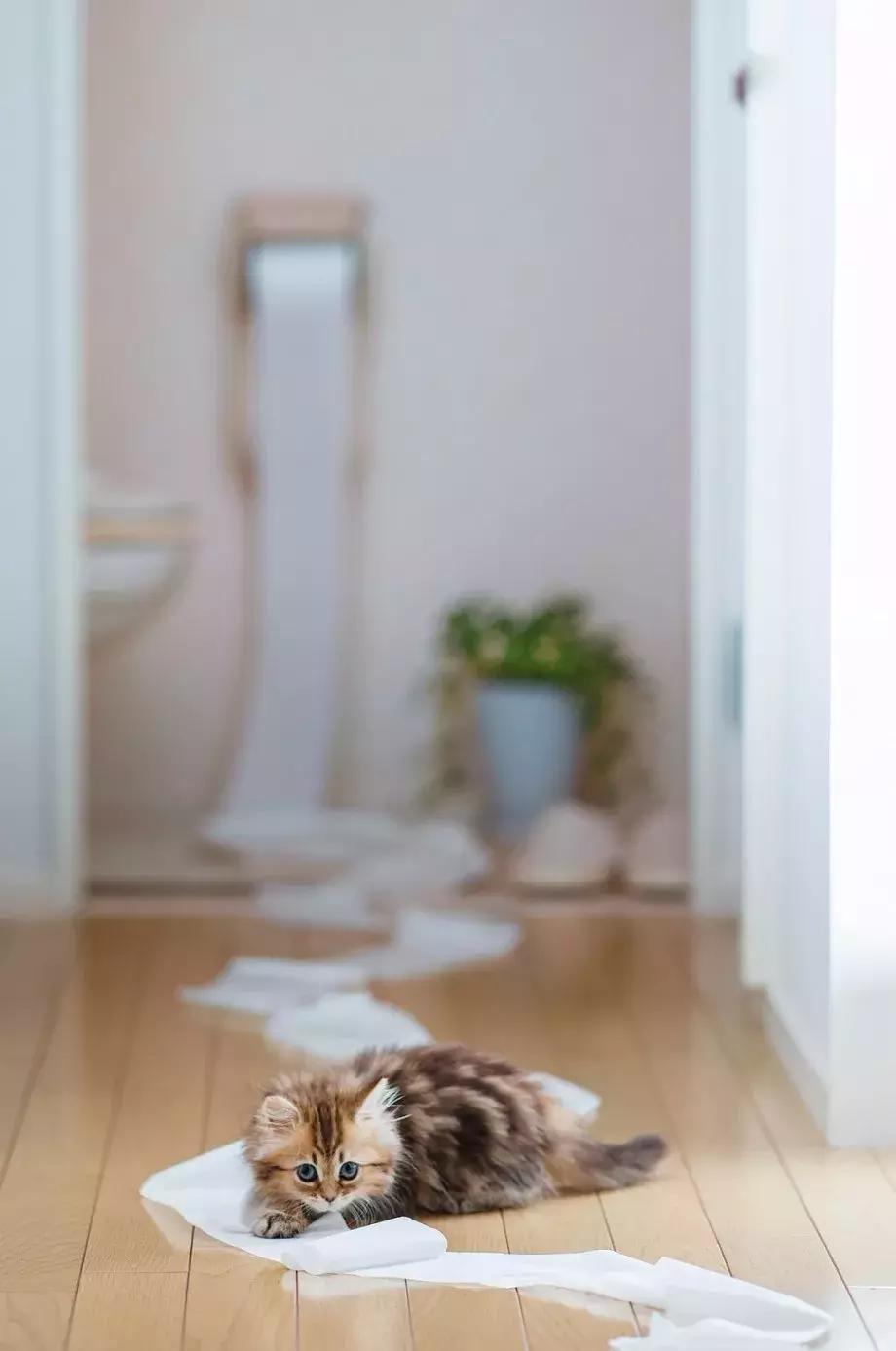 猫咪的智商能碾压两岁小孩吗？