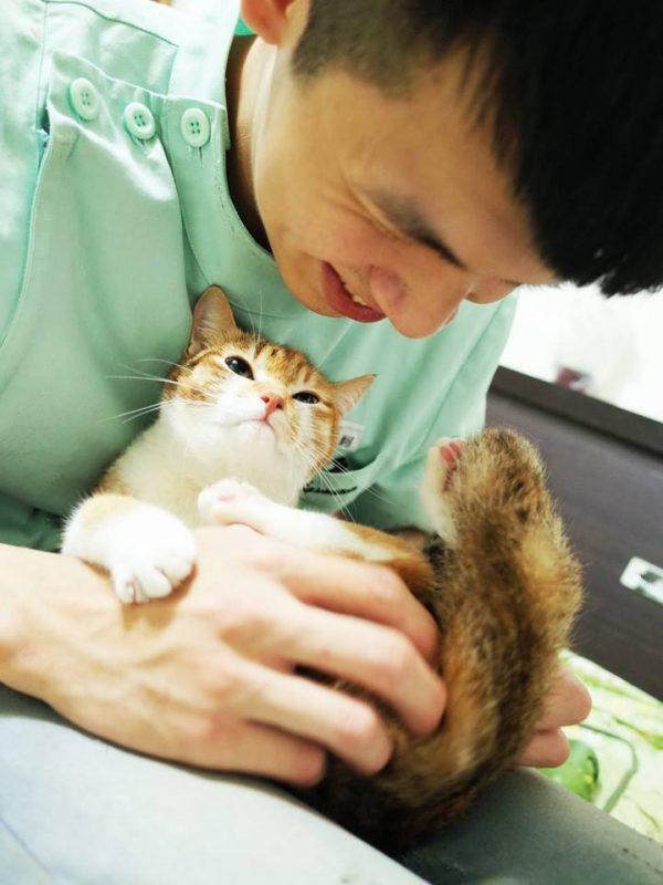 猫咪又拉又吐能自愈吗?新手必看的急救手册 猫咪又拉又吐能自愈吗?新手必看的急救手册