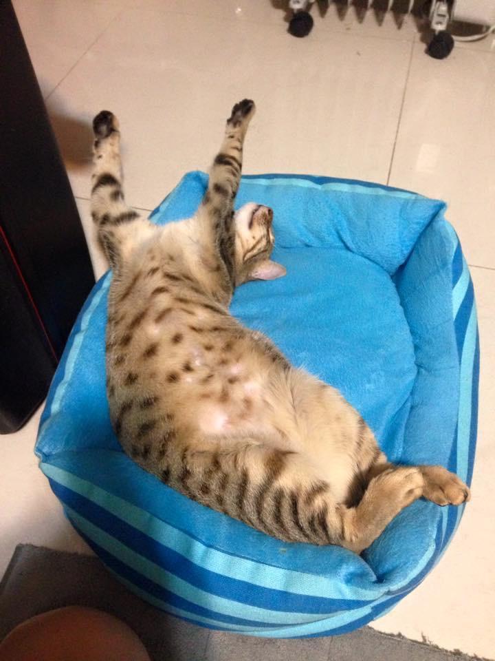 猫咪尿血能自己好起来吗？