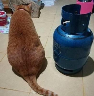 猫咪肚子胀得像气球怎么办？