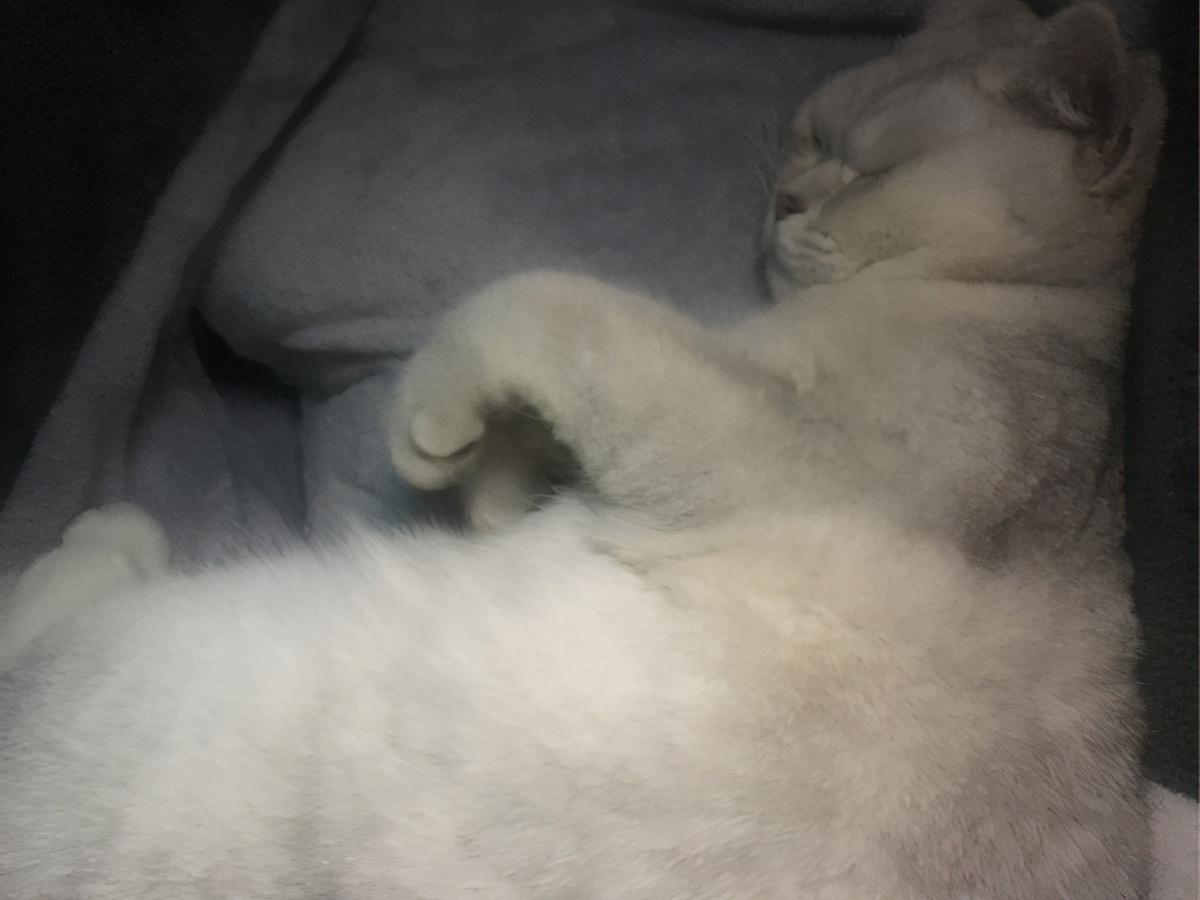 怀孕必须送走猫咪？真相让你大吃一惊！