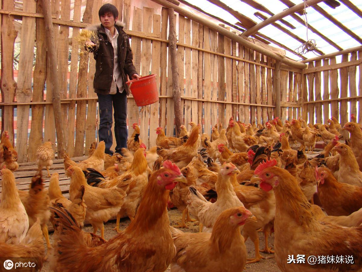 小猫咪偷吃蛋黄会中毒吗？