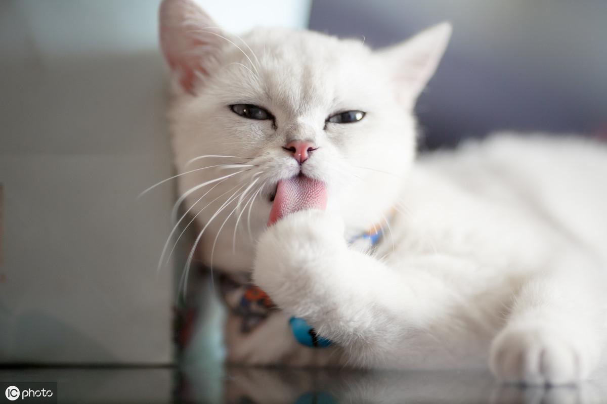 猫咪吹空调会不会生病？