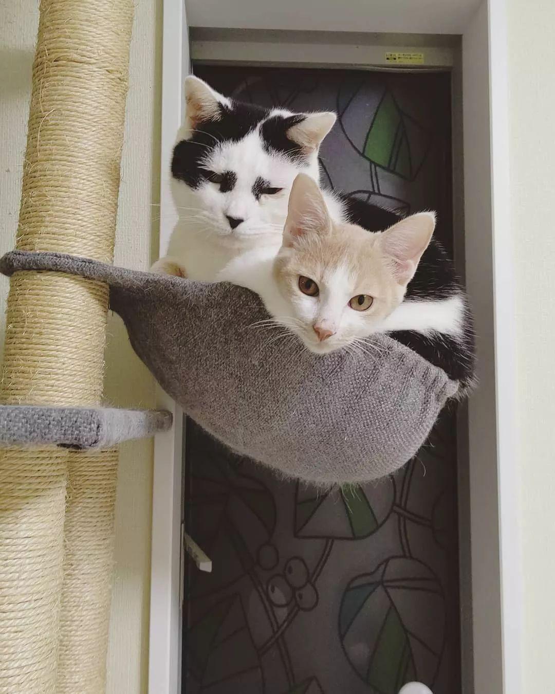 新手如何快速画出超萌漫画小猫咪？