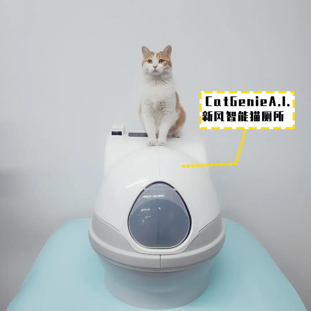 怎么让猫咪乖乖用猫砂盆拉屎？