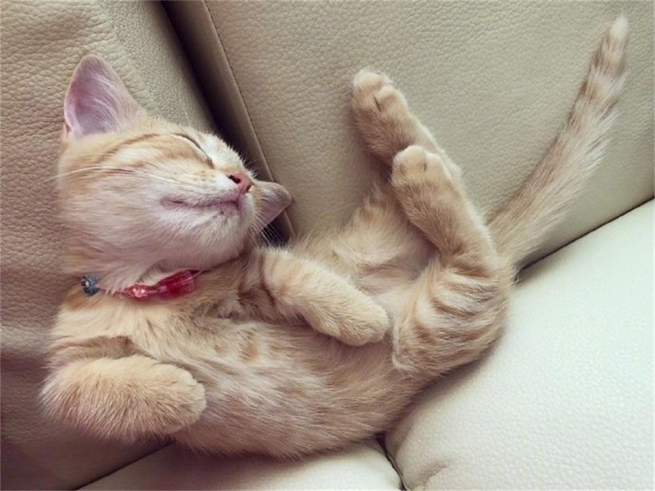 猫咪牙龈出血怎么办？