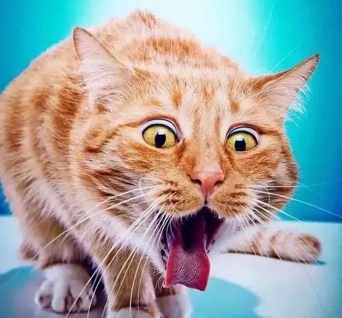 猫咪呕吐到底是吃错东西还是生病了？