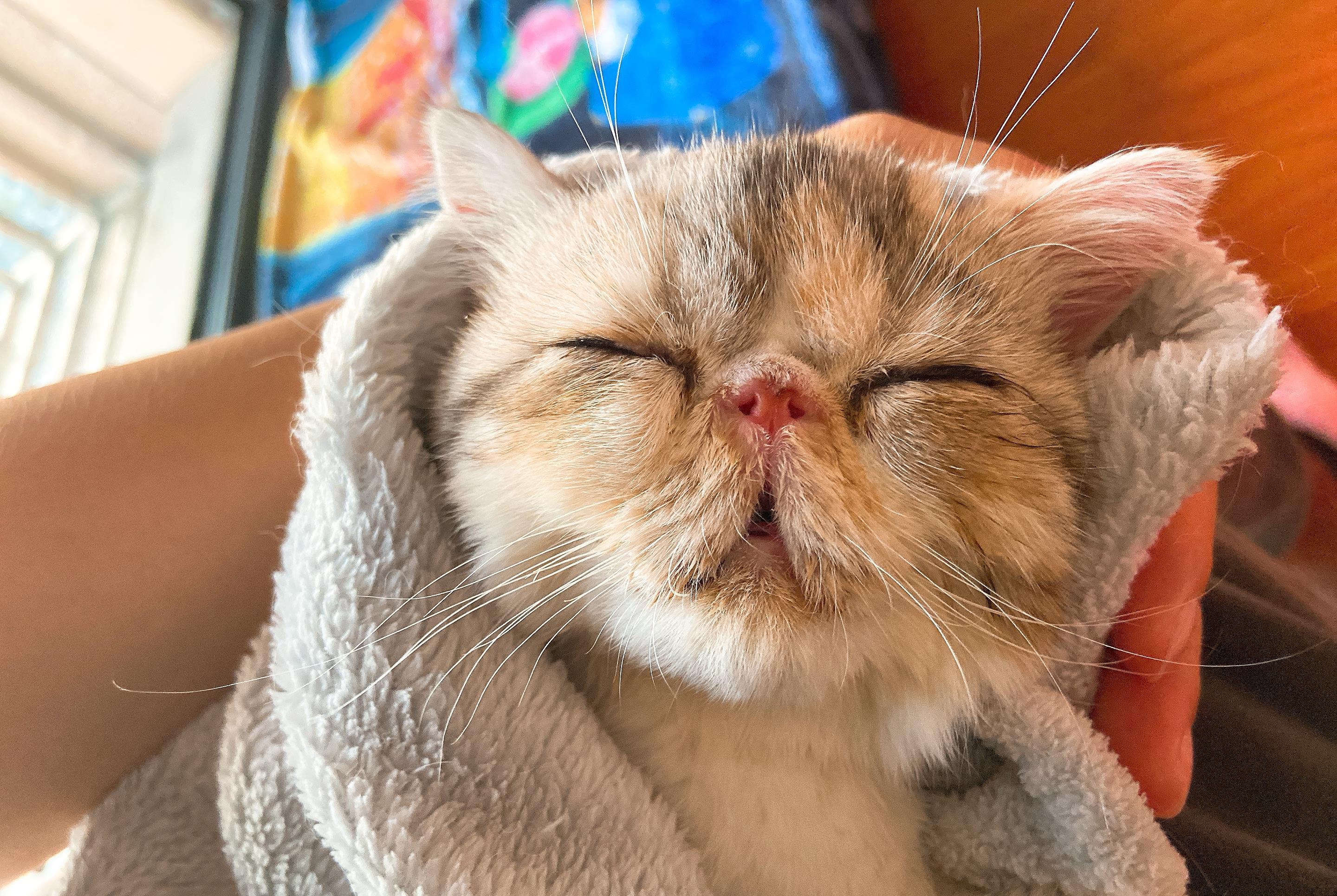 猫咪眼角挂着 铁锈色泪痕 正常吗? 猫咪眼角挂着 铁锈色泪痕 正常吗?