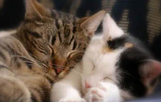 猫咪喘不上气真的会死吗? 猫咪喘不上气真的会死吗?