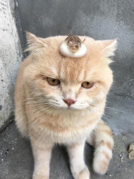 德甲对决：基尔 VS 弗赖堡，谁能打破僵局？