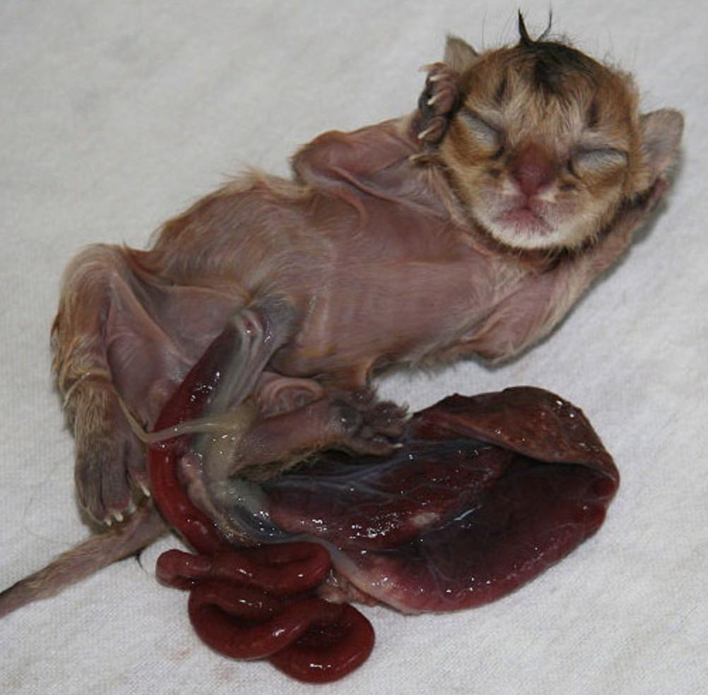 篮球赛护鼻装备：不同材质类型及适用场景介绍