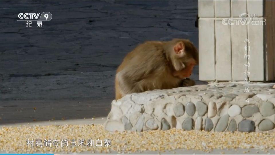 你家猫主子偷吃白菜了？