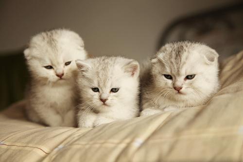 给猫咪洗澡到底要花多少银子? 给猫咪洗澡到底要花多少银子?