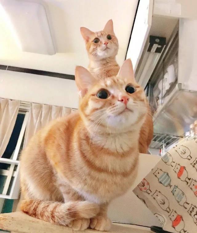 为什么大眼睛猫咪的图片让人忍不住保存？