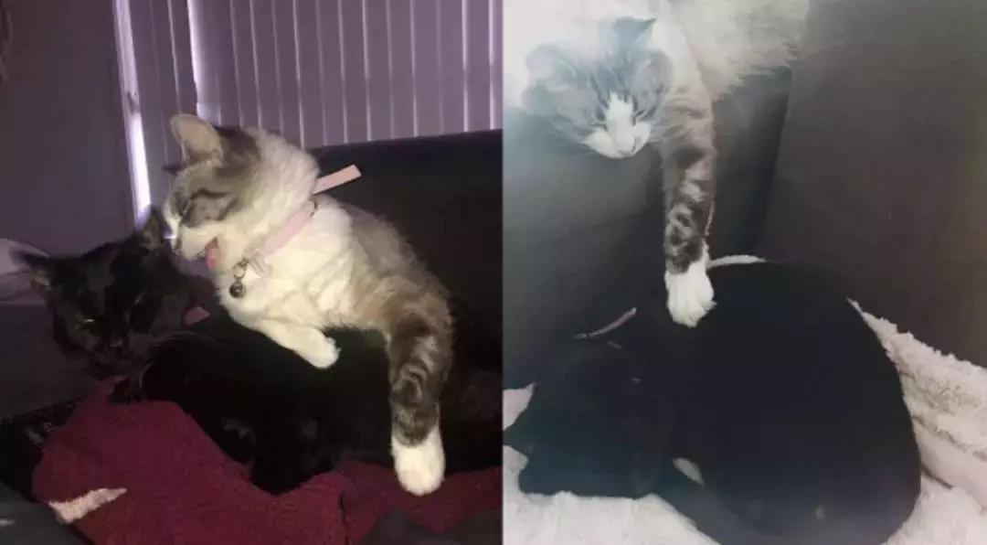 猫咪去世后该怎么处理？