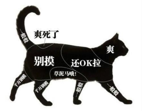 为什么别人家的猫随便抱，你家的猫摸都摸不到？