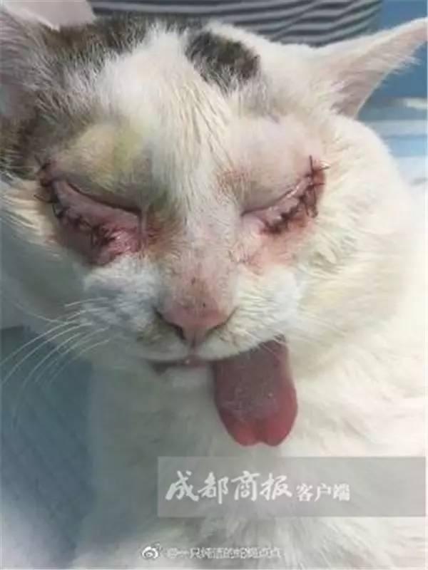 给猫做手术到底要花多少钱？