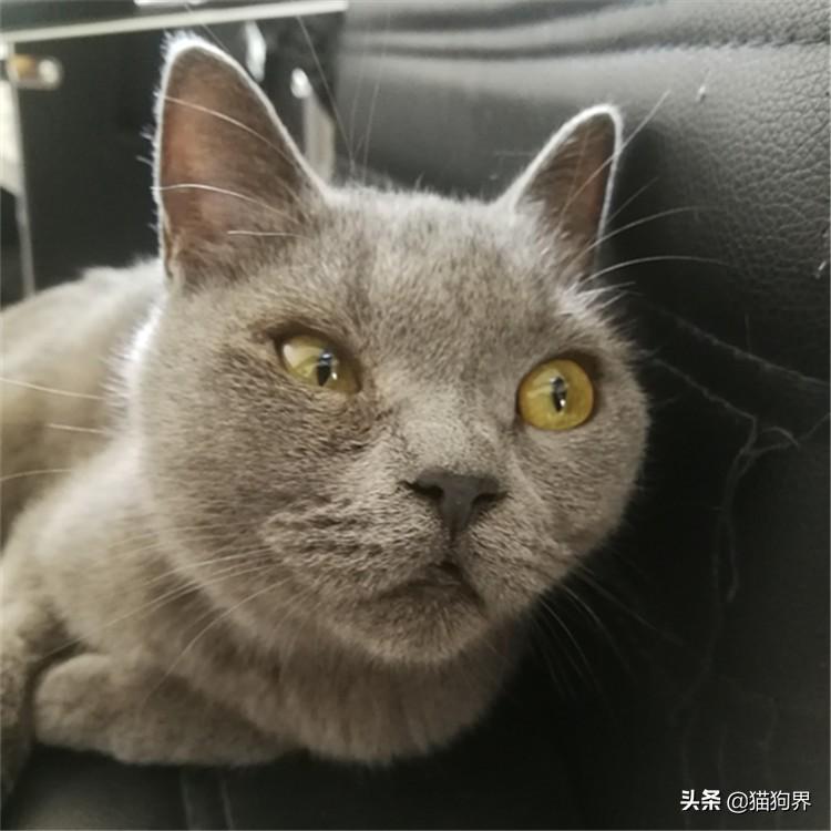 猫咪总啃墙皮是缺微量元素吗? 猫咪总啃墙皮是缺微量元素吗?