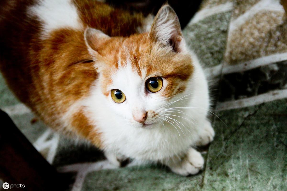 梦见猫咪咬手是福还是祸？