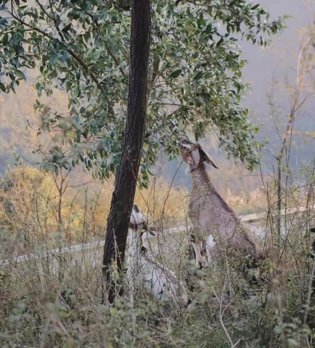 为什么你的羊群总在牧场迷路？