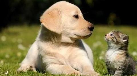 被家猫抓伤到底要不要打疫苗? 被家猫抓伤到底要不要打疫苗?