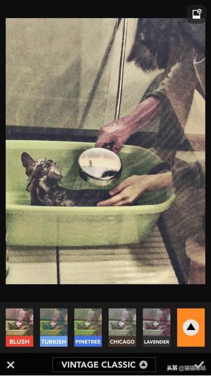 给猫咪咔嚓一刀真的算虐待吗？