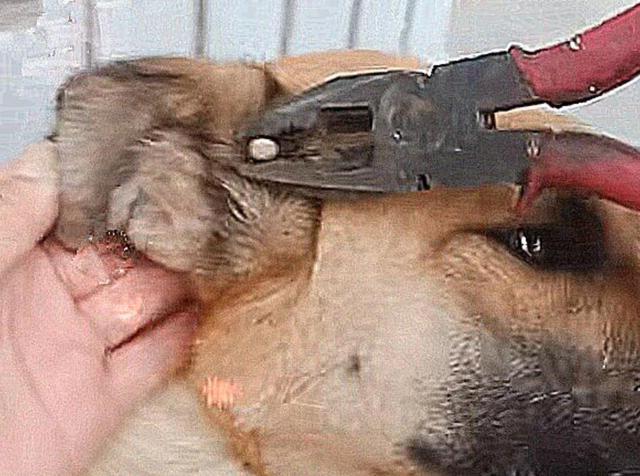 猫咪频繁挠痒？这可能是跳蚤作祟的5个信号！