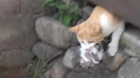 猫咪饿24小时会出大事吗？