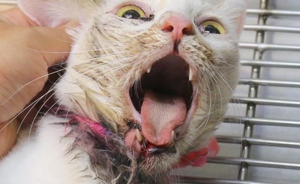 猫咪死活不喝水会把自己渴死吗？