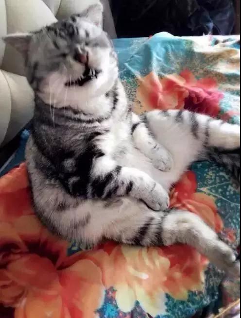 猫咪到底几个月大绝育最合適？