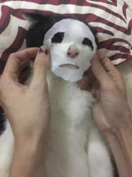 猫咪真的会想主人吗? 猫咪真的会想主人吗?