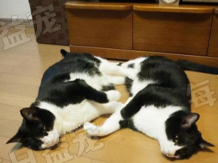 猫咪配种全过程需要多久？