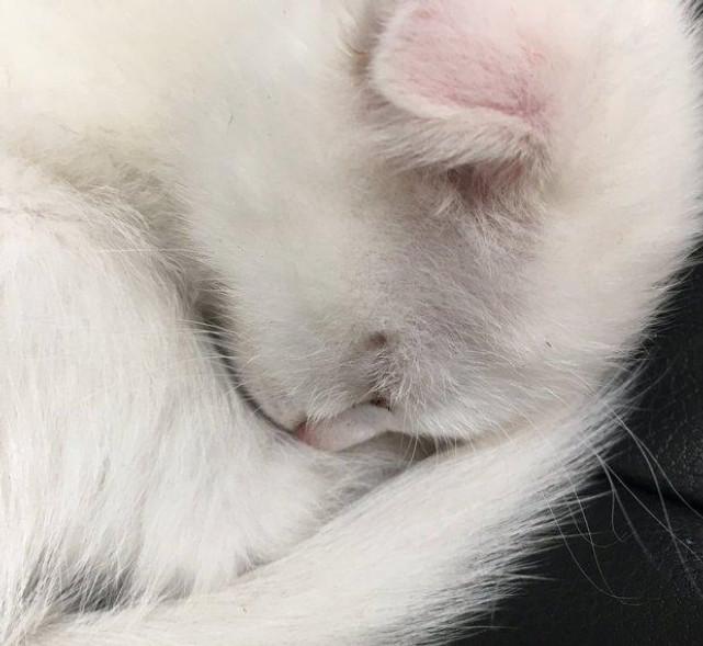 猫咪最怕冷的时候会缩成毛球吗？