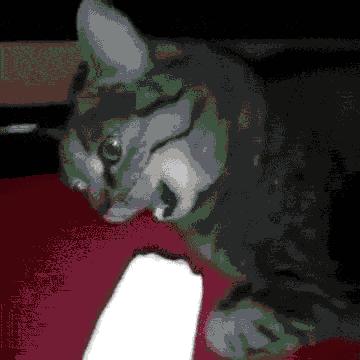 猫咪舔人嘴巴是想偷吃食物还是表达爱意？