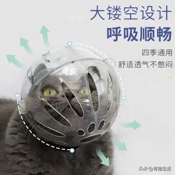 给猫咪剪指甲真的有必要吗？新手必看的实战避坑指南