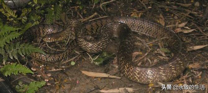 Baccarat Swiss: Pengantar dan Aspek Penting yang Perlu Diketahui