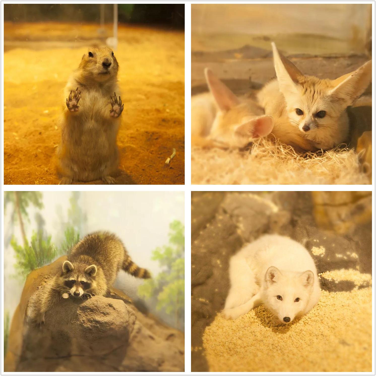 Baccarat Marie Hélène de Taillac: Kolaborasi Kreatif Antara Kristal dan Perhiasan