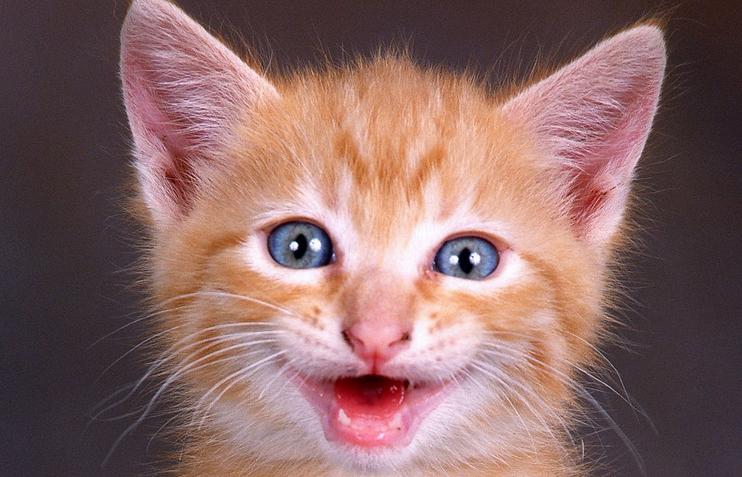 猫咪频繁舔嘴是生病了吗？