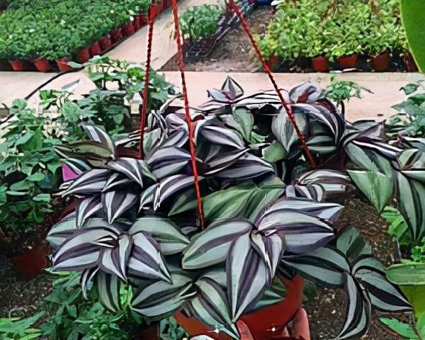 第一次玩杏吧论坛需要注意什么? 第一次玩杏吧论坛需要注意什么?