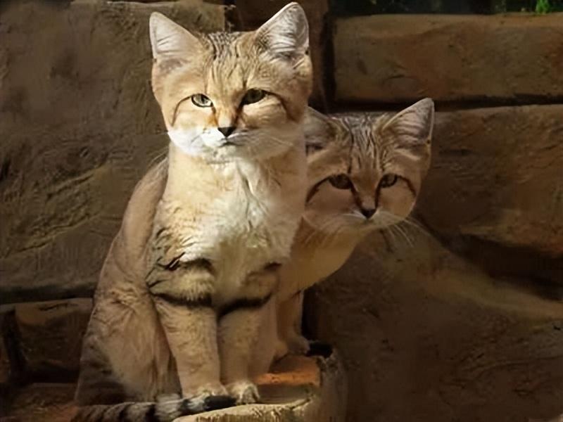 猫咪肚子疼会露出哪些马脚？