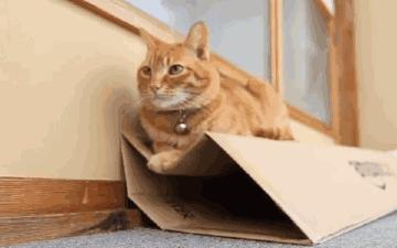 猫咪吐舌头呼吸急促是生病了吗？