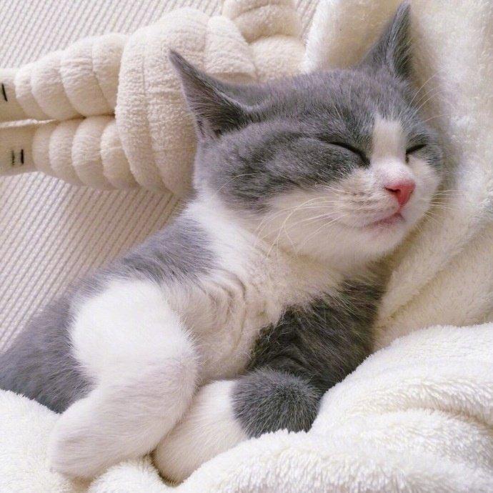 猫咪每天到底要睡多久才算正常？