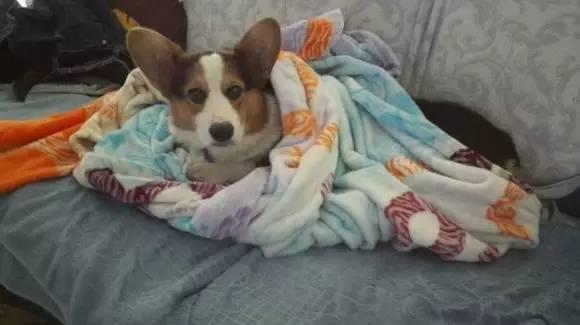 猫咪能吃青菜？这些蔬菜千万别喂！