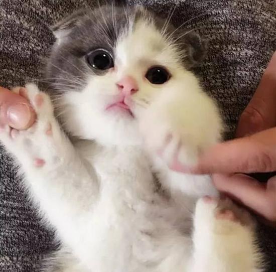 猫咪得了猫瘟还能活下来吗？