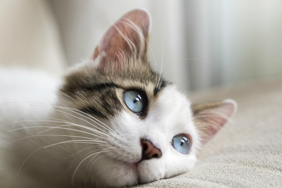 你家主子为啥突然对猫粮爱搭不理? 你家主子为啥突然对猫粮爱搭不理?