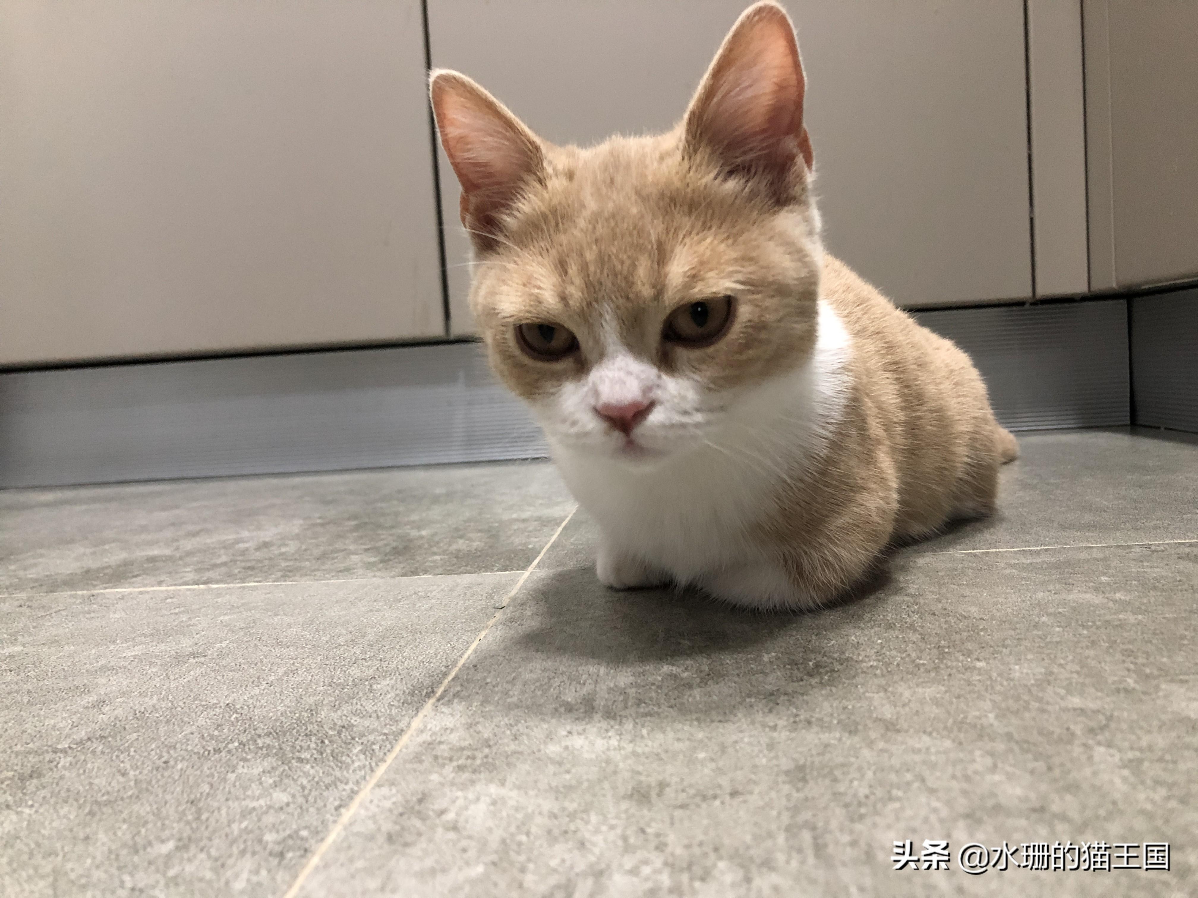 猫咪长期软便总不好?可能是这六个原因在作怪! 猫咪长期软便总不好?可能是这六个原因在作怪!