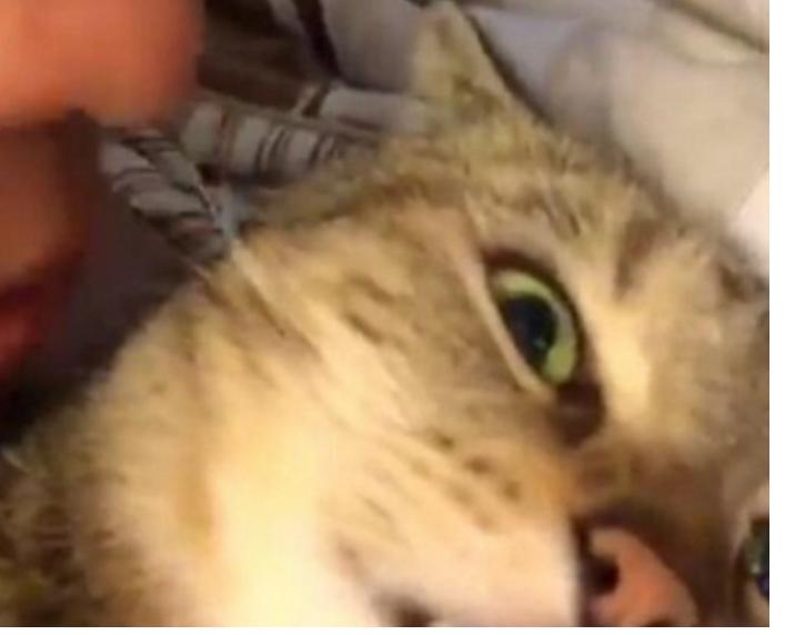 你家小猫咪的叫声里藏着多少秘密？