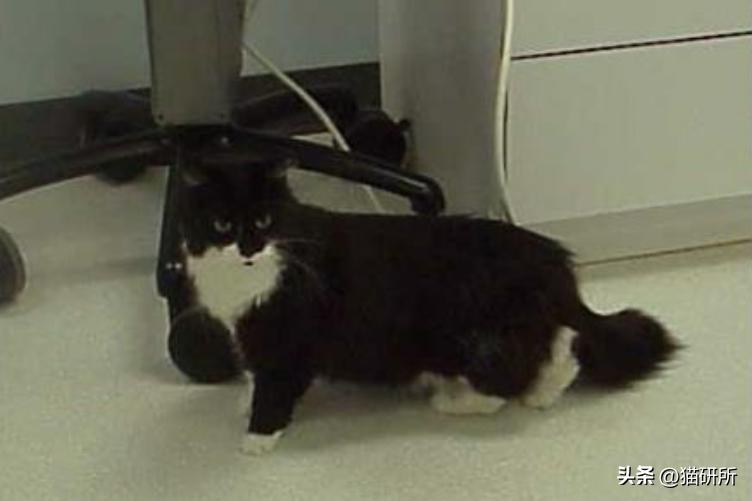 猫咪突然瘸腿千万别乱抱？手把手教你处理骨折急救